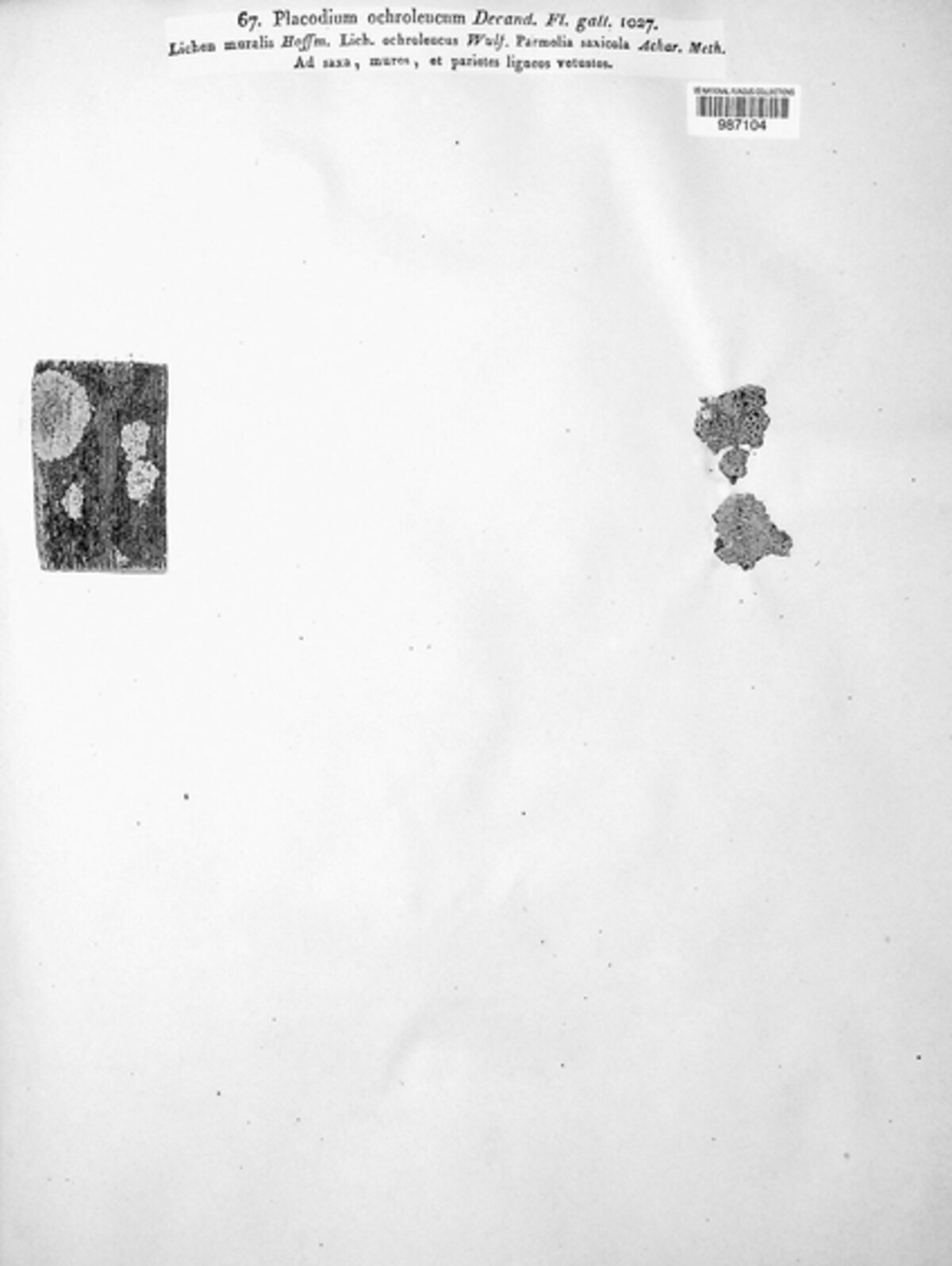 Placodium ochroleucum image